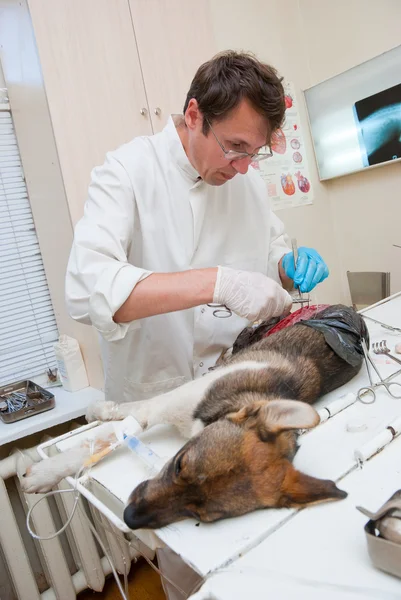 Κτηνίατρος κάνει χειρουργική επέμβαση — Φωτογραφία Αρχείου