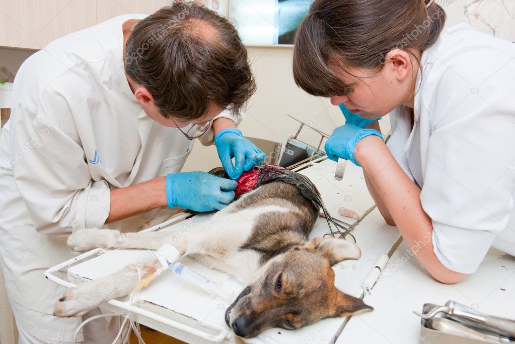 The veterinarian makes surgery