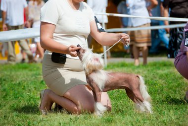 Dog show clipart