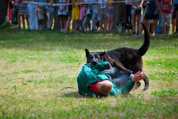 Shepherd attacks man — Stock Photo, Image