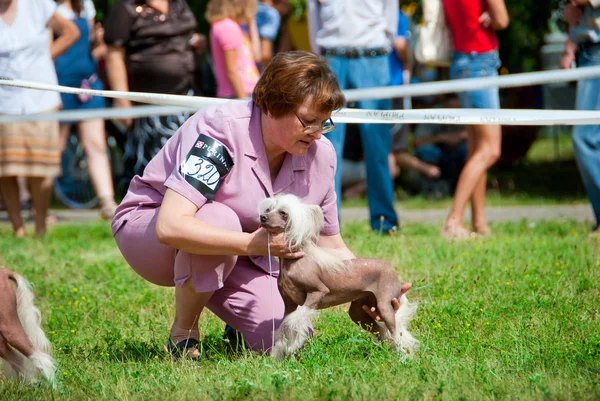 Exposición canina — Foto de Stock