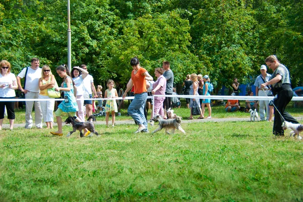 stock image Dog show