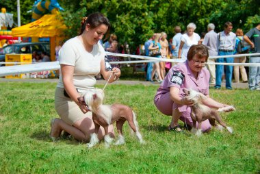 Dog show clipart