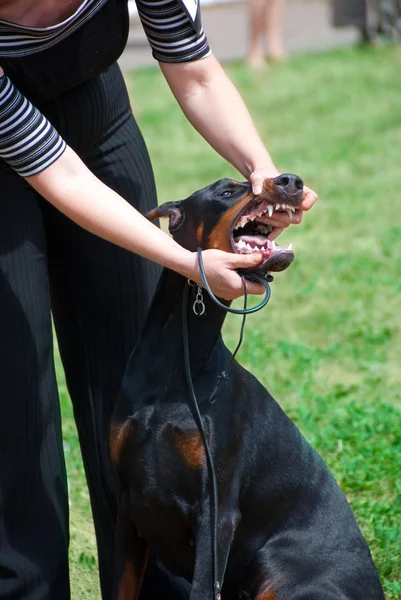 stock image Teeth inspection