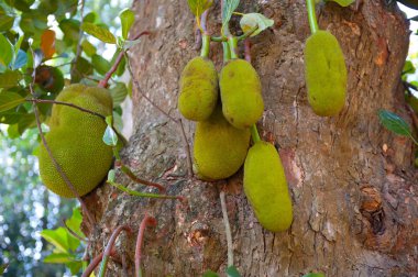 Olgun breadfruits