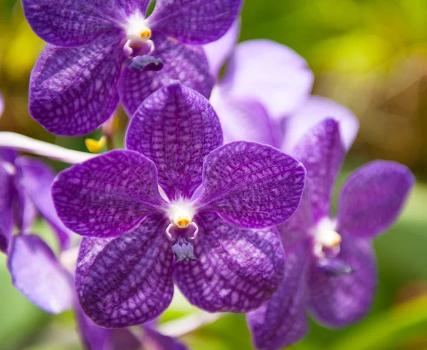 stock image Flowering orchids