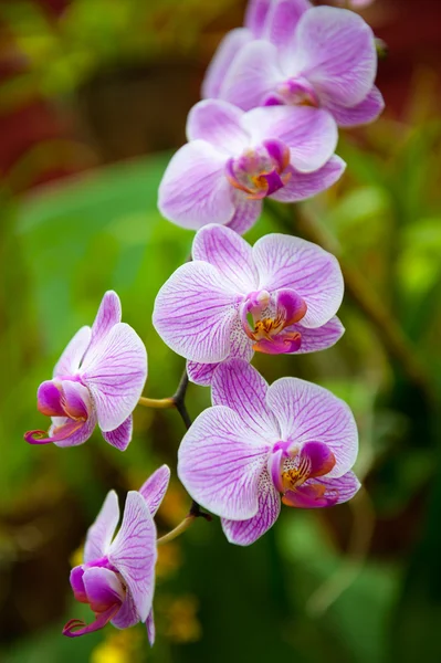 Stock image Flowering orchids