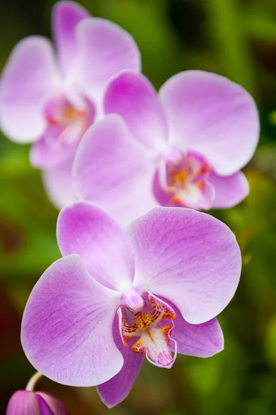 stock image Flowering orchids