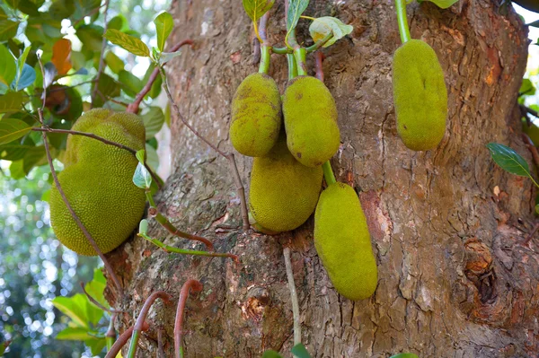 Rijpe breadfruits — Stockfoto