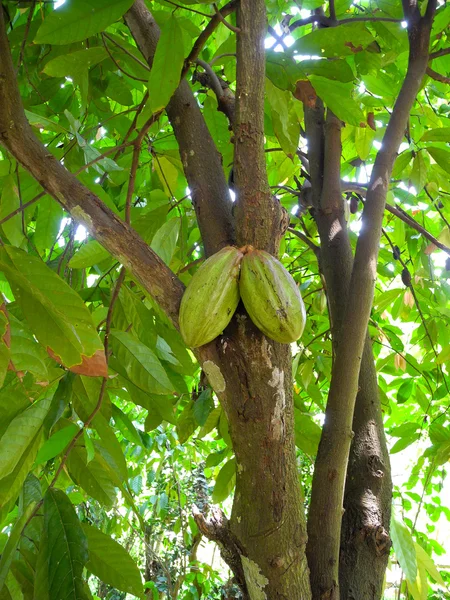 Fruta del cacao — Foto de Stock