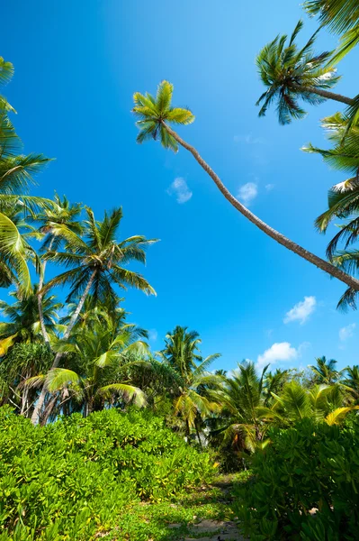 Foresta delle palme — Foto Stock