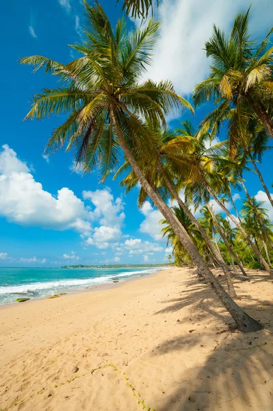 Tropischer Strand — Stockfoto