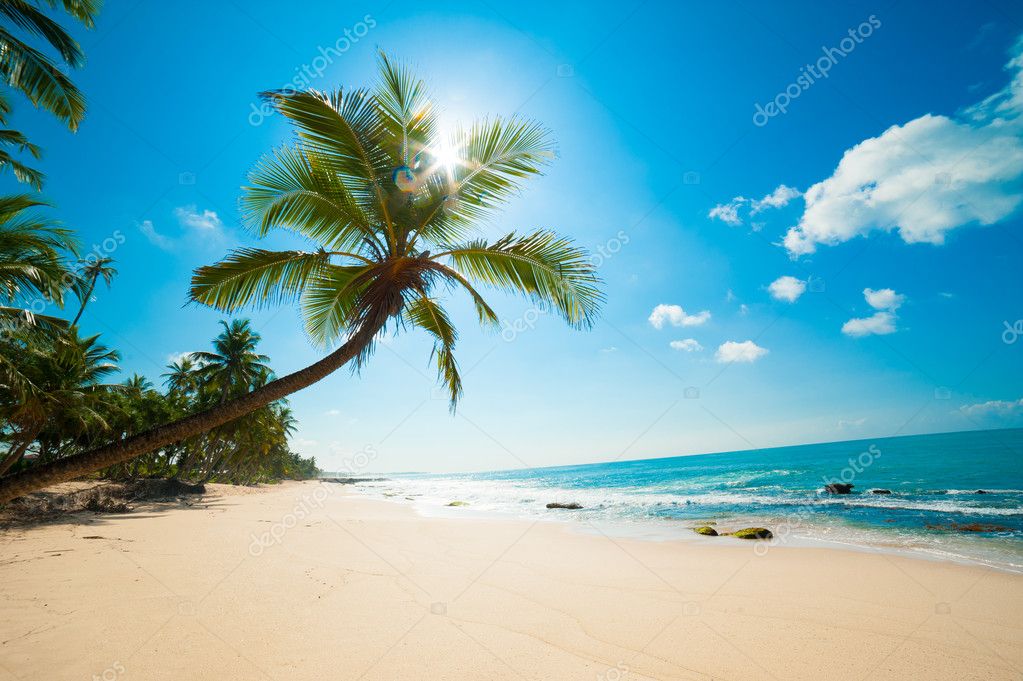 берег камни пальмы shore stones palm trees без смс