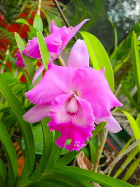 stock image Flowering orchids