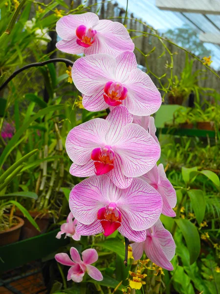 stock image Flowering orchids