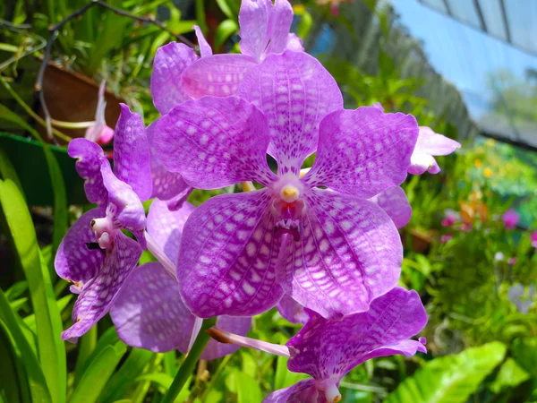Çiçekli orkide — Stok fotoğraf