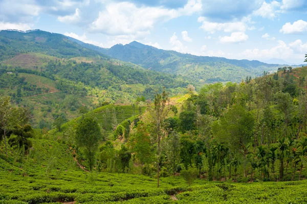 Paisagem plantação de chá — Fotografia de Stock