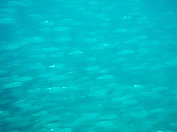 Flock of small fish — Stock Photo, Image