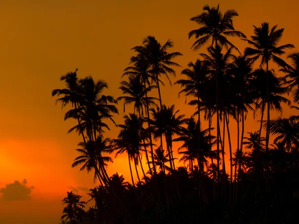 Hermoso atardecer tropical — Foto de Stock
