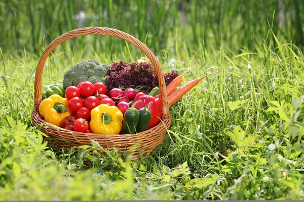 Fresh organic vegetables outdoor — Stock Photo, Image