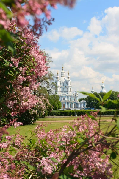 Smolny Cathedral — Stock Photo, Image