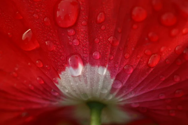 Flor de amapola —  Fotos de Stock