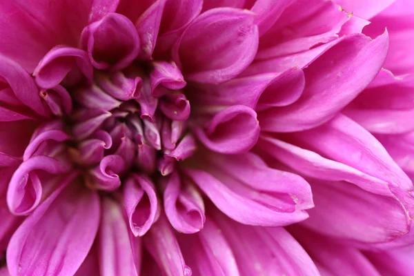 Dalia flower — Stock Photo, Image