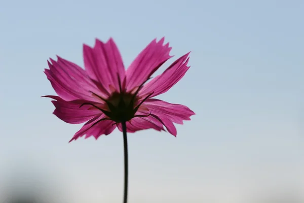 Cosmos flower — Stock Photo, Image