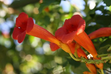 Campsis grandiflora clipart