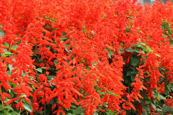 stock image Scarlet sage flower