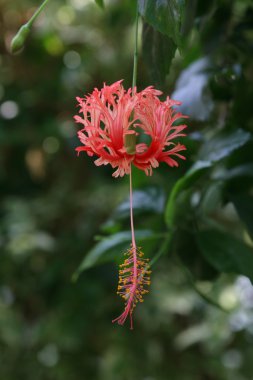 Hibiscus çiçek rossinensis veya ayakkabı