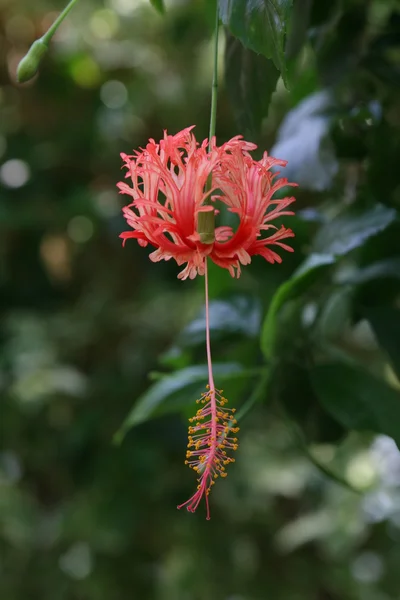 Hibiscus rossinensis или цветок обуви — стоковое фото