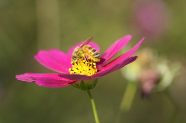 Cosmos çiçek