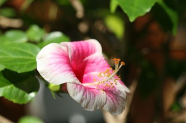 hibiscus çiçeği