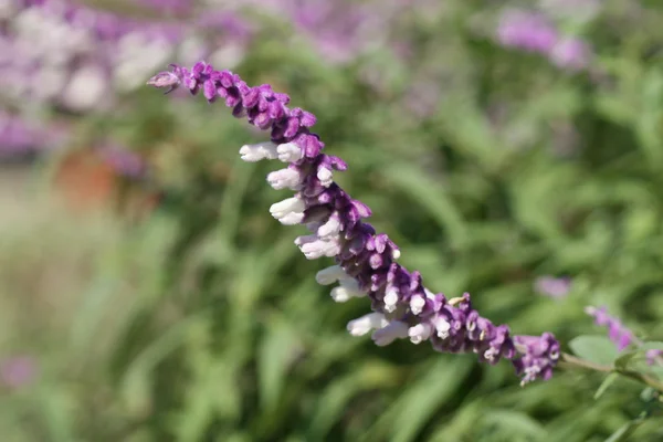 Amethyst sage flower — Stock Photo, Image