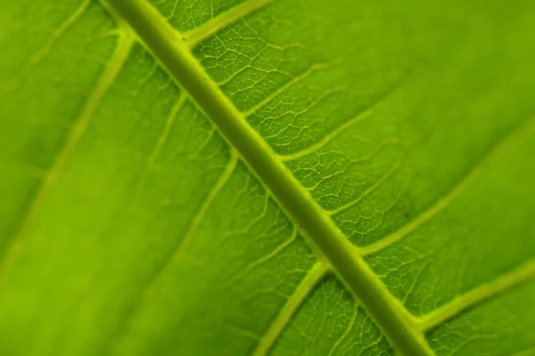 stock image Green leaf background