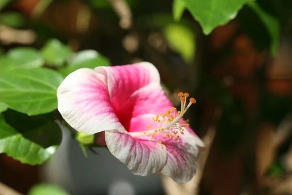 stock image Hibiscus flower