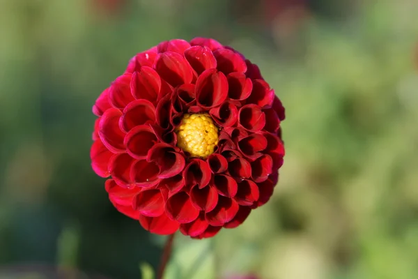 Beautiful dahlia flower — Stock Photo, Image