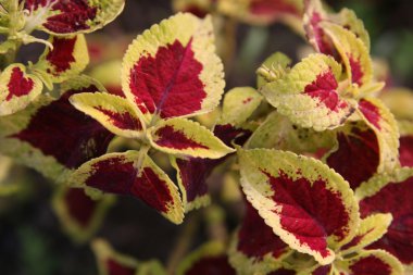 Coleus plant clipart