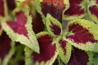 Coleus bitki