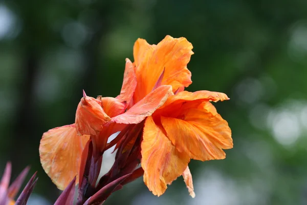 canna lily çiçek