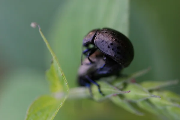 Mating black bugs — Stock Photo, Image