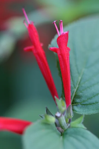 Мудрый цветок — стоковое фото