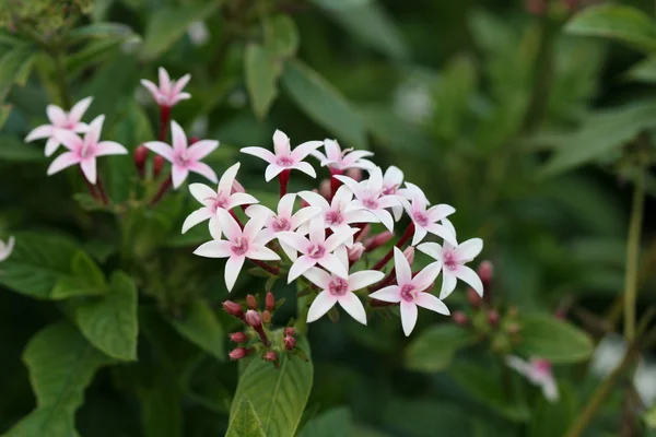 Pentas flower — Stock Photo, Image