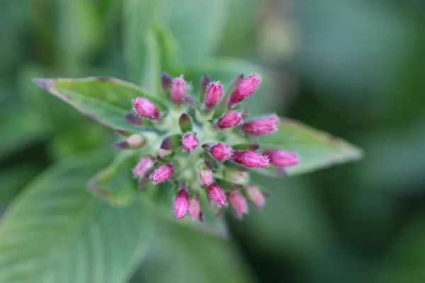 stock image Pentas flower