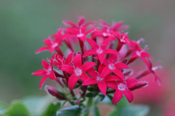 Цветок Пентаса — стоковое фото