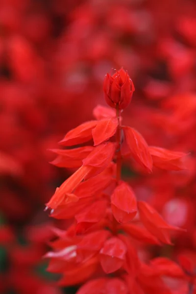 Red sage flower — Stock Photo, Image