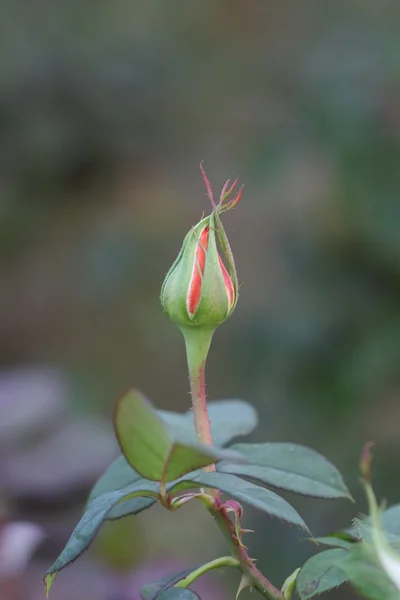 stock image Rose flower