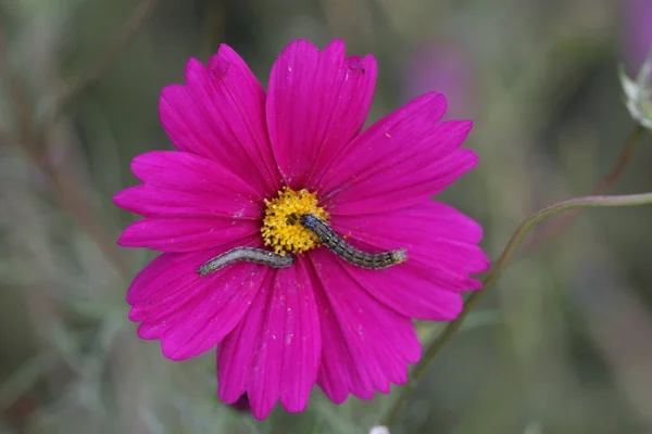 stock image Cosmos flower