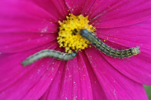 stock image Cosmos flower